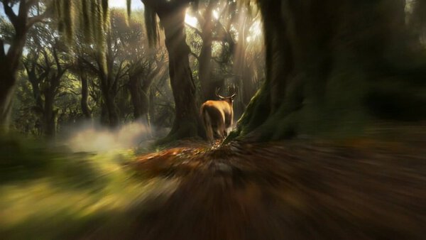 Low-angle shot rushing through an ancient forest