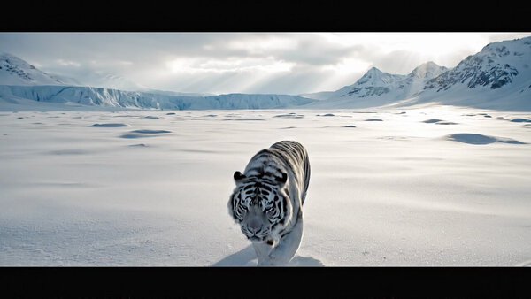 White Tiger Frozen Tundra Tracking