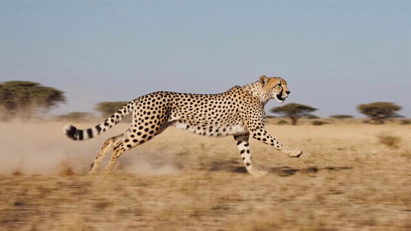 Cheetah Full Sprint Speed