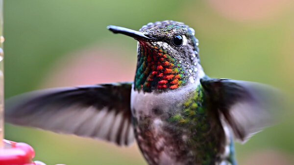 Ruby-Throated Hummingbird Macro Shot