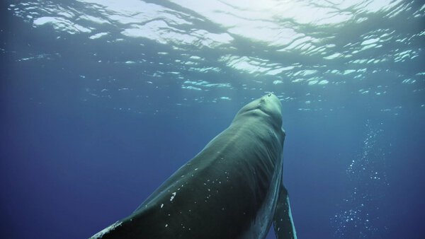 Humpback Whale Underwater Multi Shot