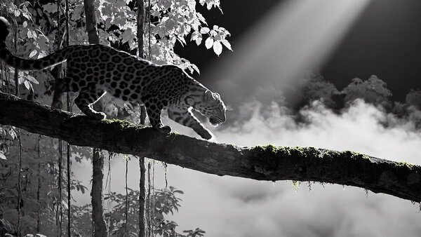 Clouded Leopard ProWls Mossy Branch