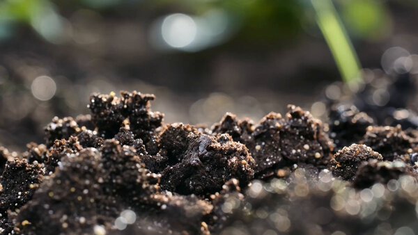 Kling Time Lapse Sequence Full Life Cycle Rose