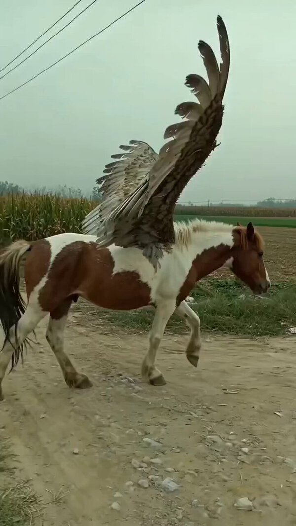 Creative Pseudo Documentary Style