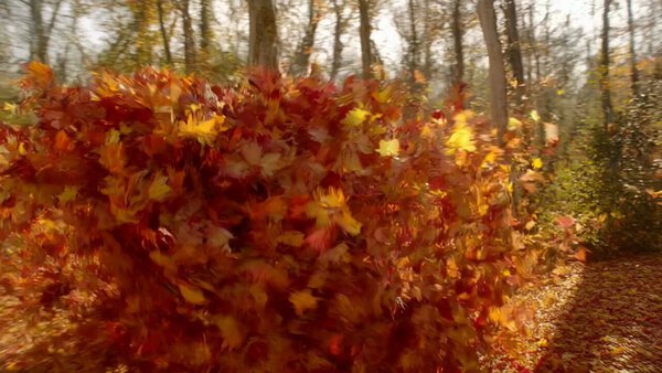 Autumn Leaves Text VFX