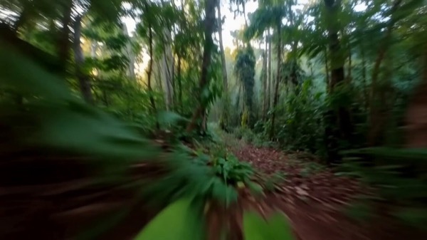 Rainforest Mist Text VFX