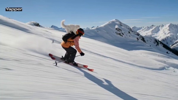 Skiing with Persian Cat