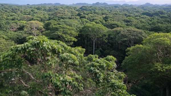 Jungle Temple Explorer