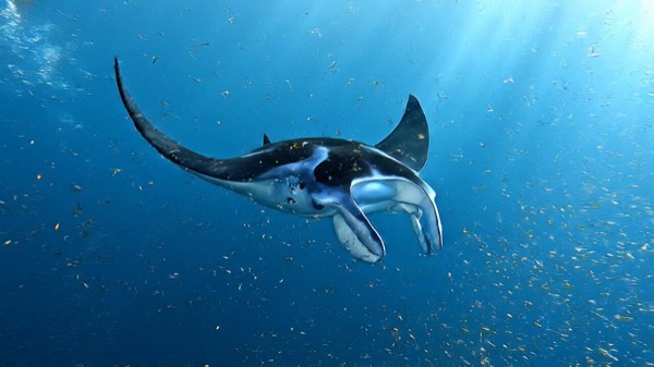 Manta Ray Barrel Roll