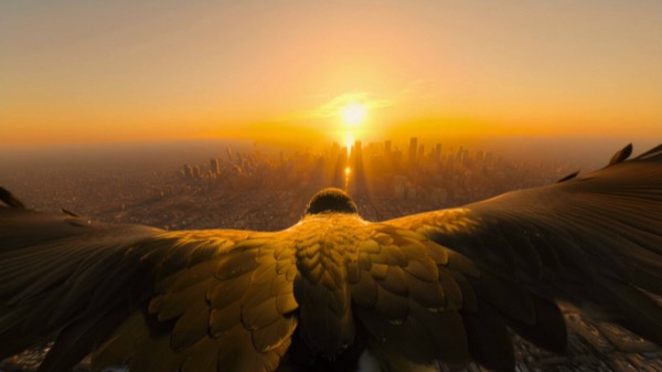 POV Falcon City Dive