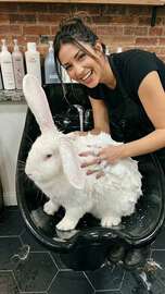 Bunny Haircut Fun