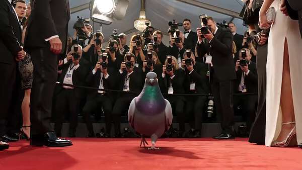 Red Carpet Chonky Pigeon