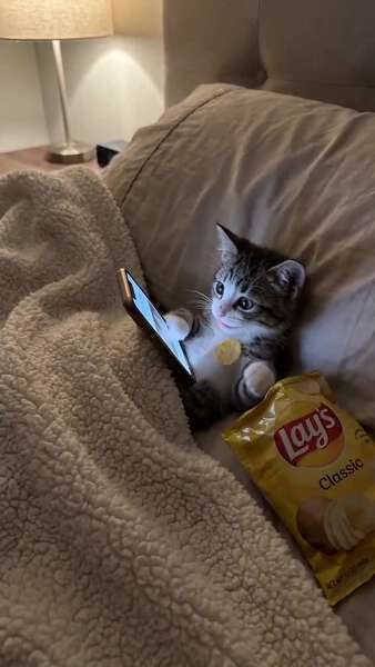 Kitten Doomscrolling Comedy