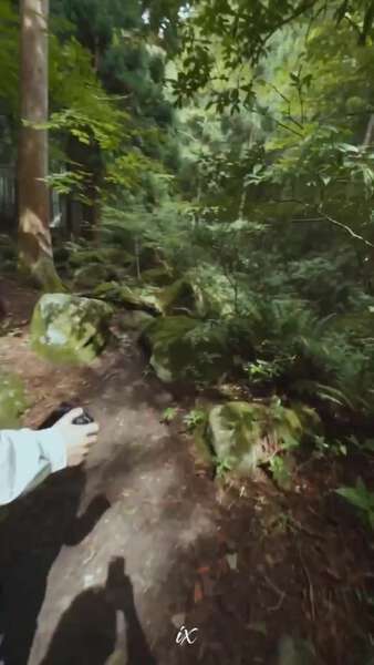 Mysterious Forest Creature Encounter