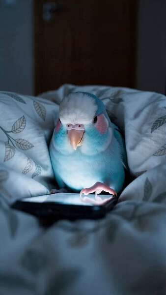 Parrot Hiding Phone While Owner Checks Room