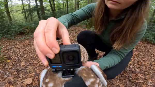 Owl POV Wildlife Documentary