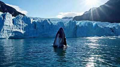 Humpback Whale Breach - Veo 3.1