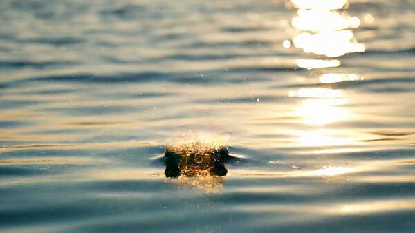 Green Sea Turtle Sunrise Portrait