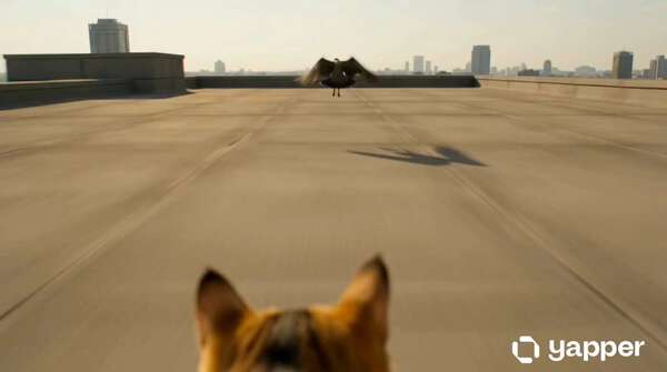 Cat Dream POV