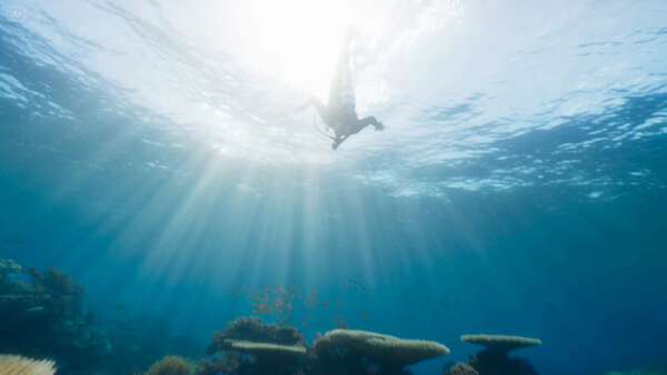 Marine Biologist Coral Reef Exploration