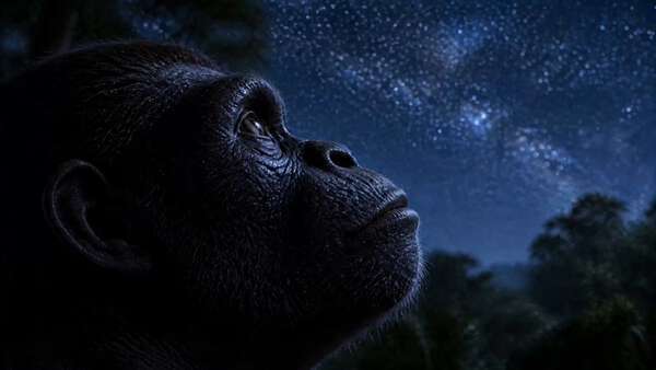 Ape Gazing at Stars Space Journey