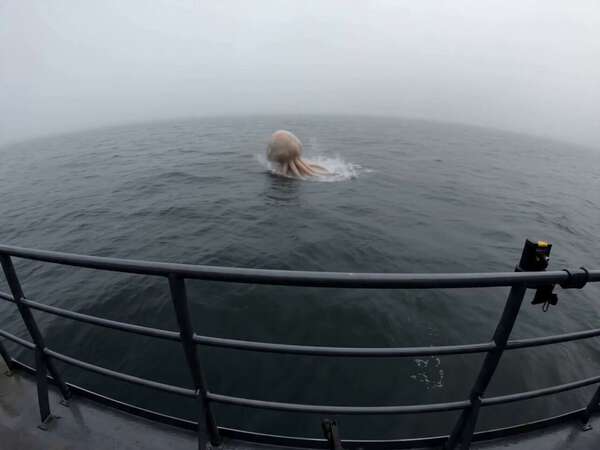 Alien Jellyfish Attack Horror Scene