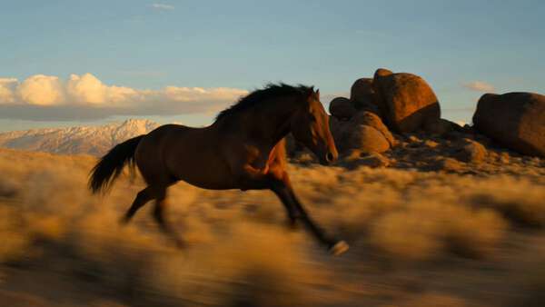 Wild Mustang Desert Chase