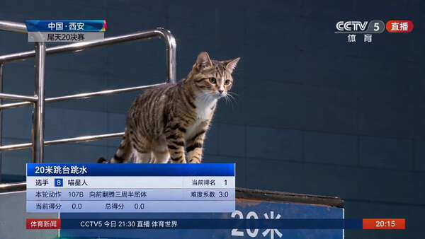 Cat Diving 20m Platform TV Broadcast