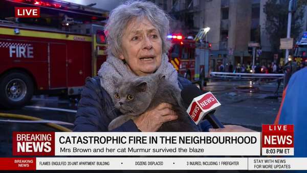 Suspicious Cat Breaking News