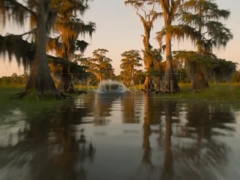 Bayou Hippo Attack
